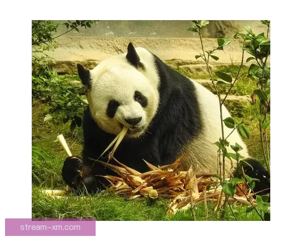 熊猫体育活动引领生态保护与全民健康融合发展的创新实践路径探索